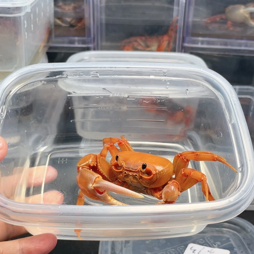 【闪购商品】迟*呀海南勾手蟹