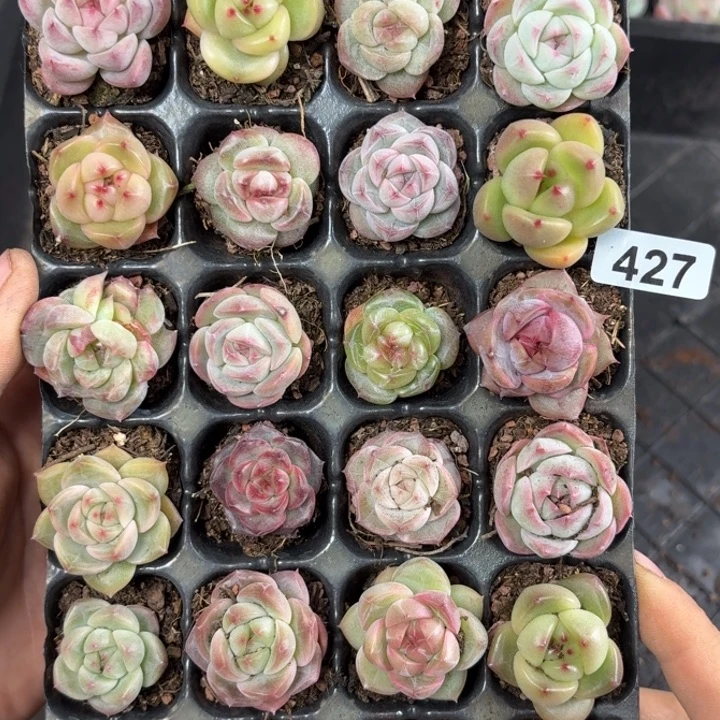 时***宜精品多肉一物一拍427