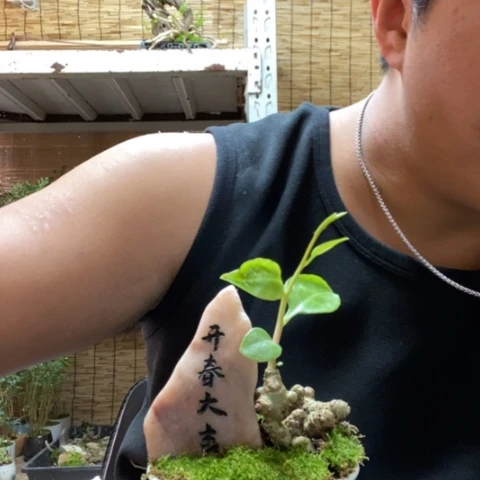 红陶一物一拍所见即所得85