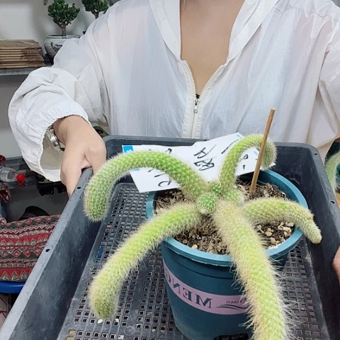 夕***了九尾狐脱土发货实拍一棵