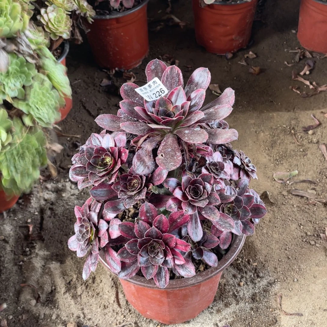 226花福蝶多肉法师断枝不包