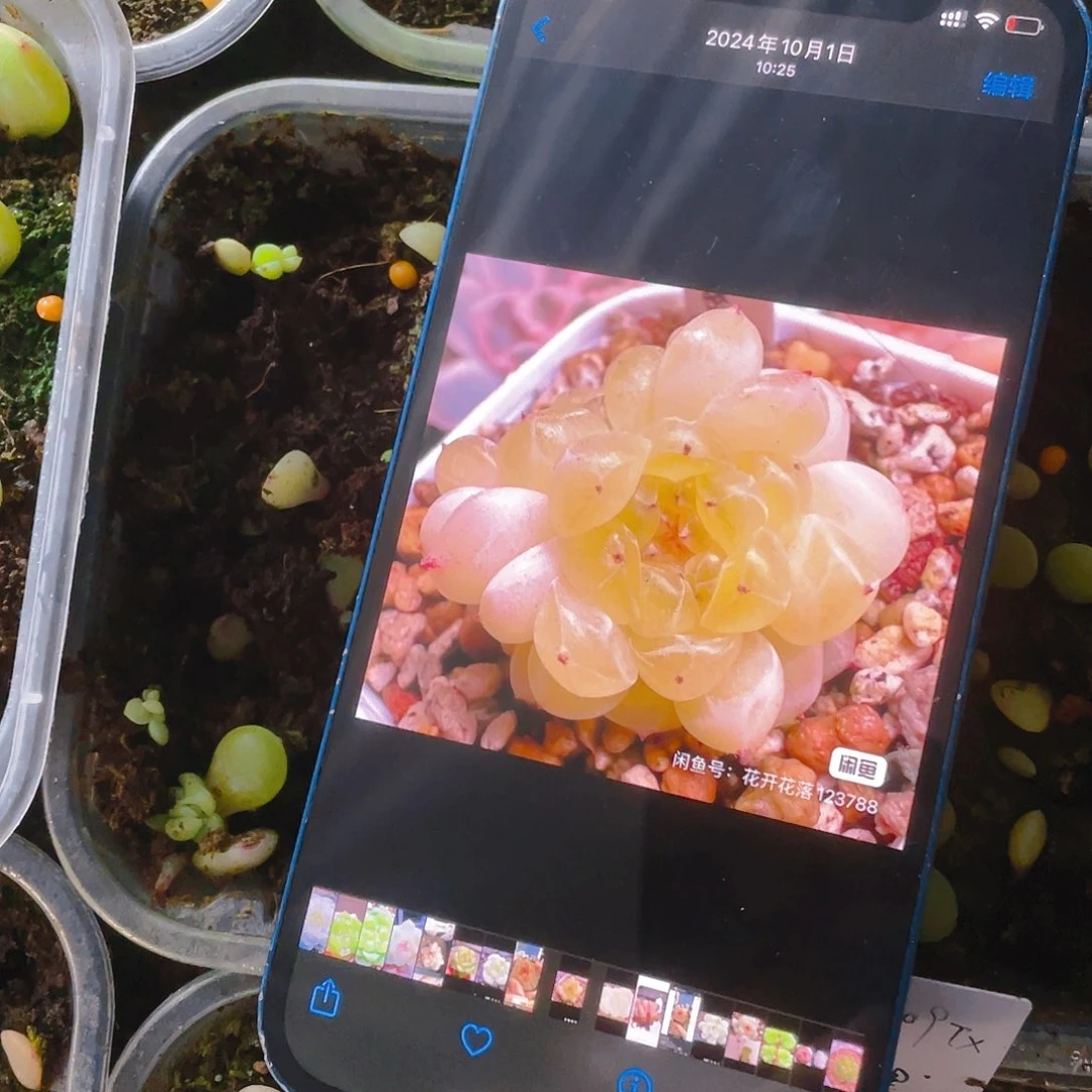 C8 芝麻苗一个满25包邮