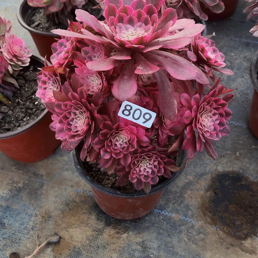 多肉植物809红铜白