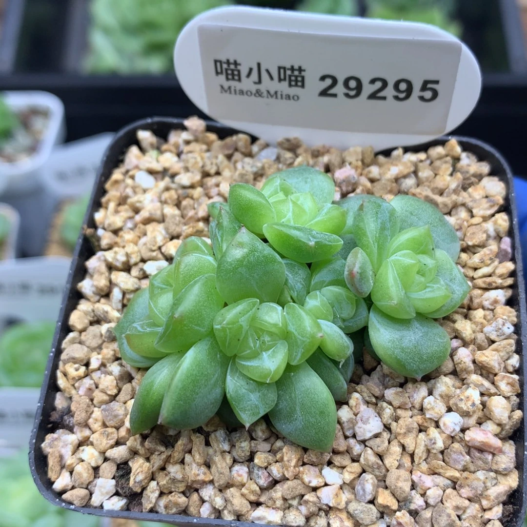 多肉植物杂交珍妮