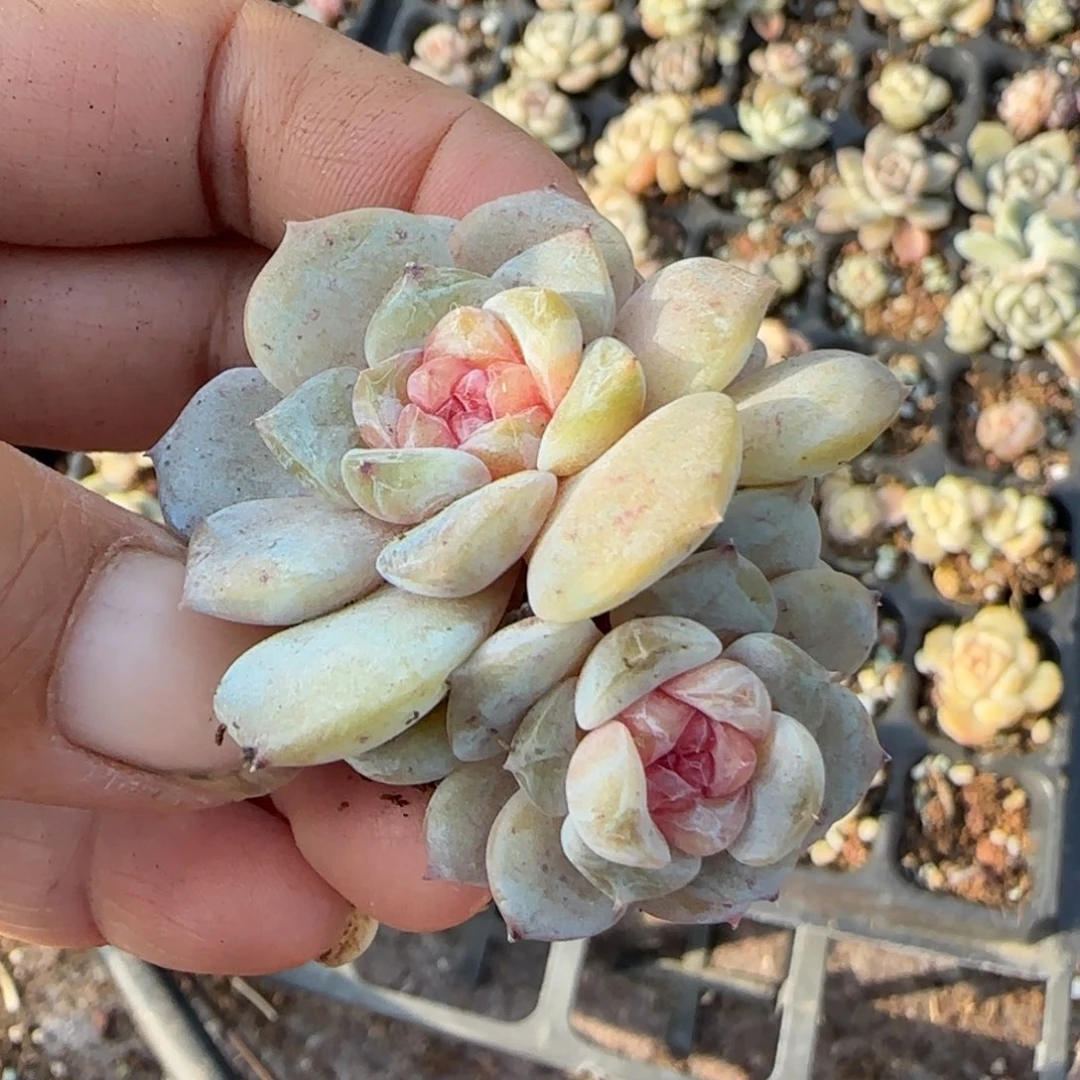 多肉小卡拉米糖心一物一拍