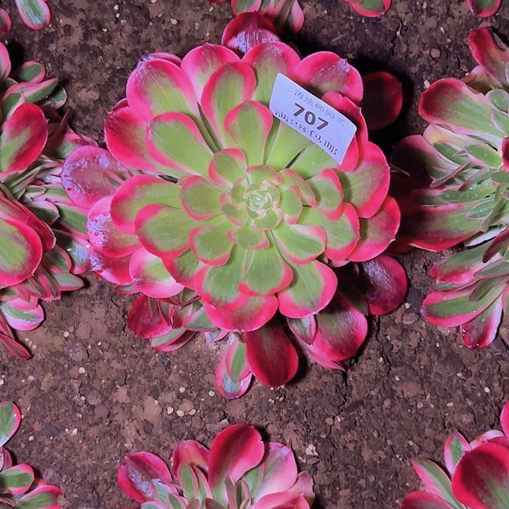 707红女郎多肉植物