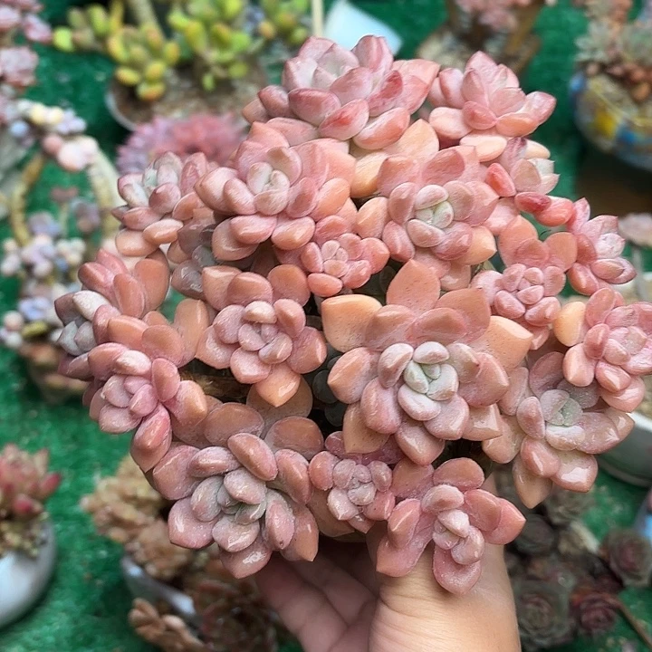 白露一颗 一物一拍