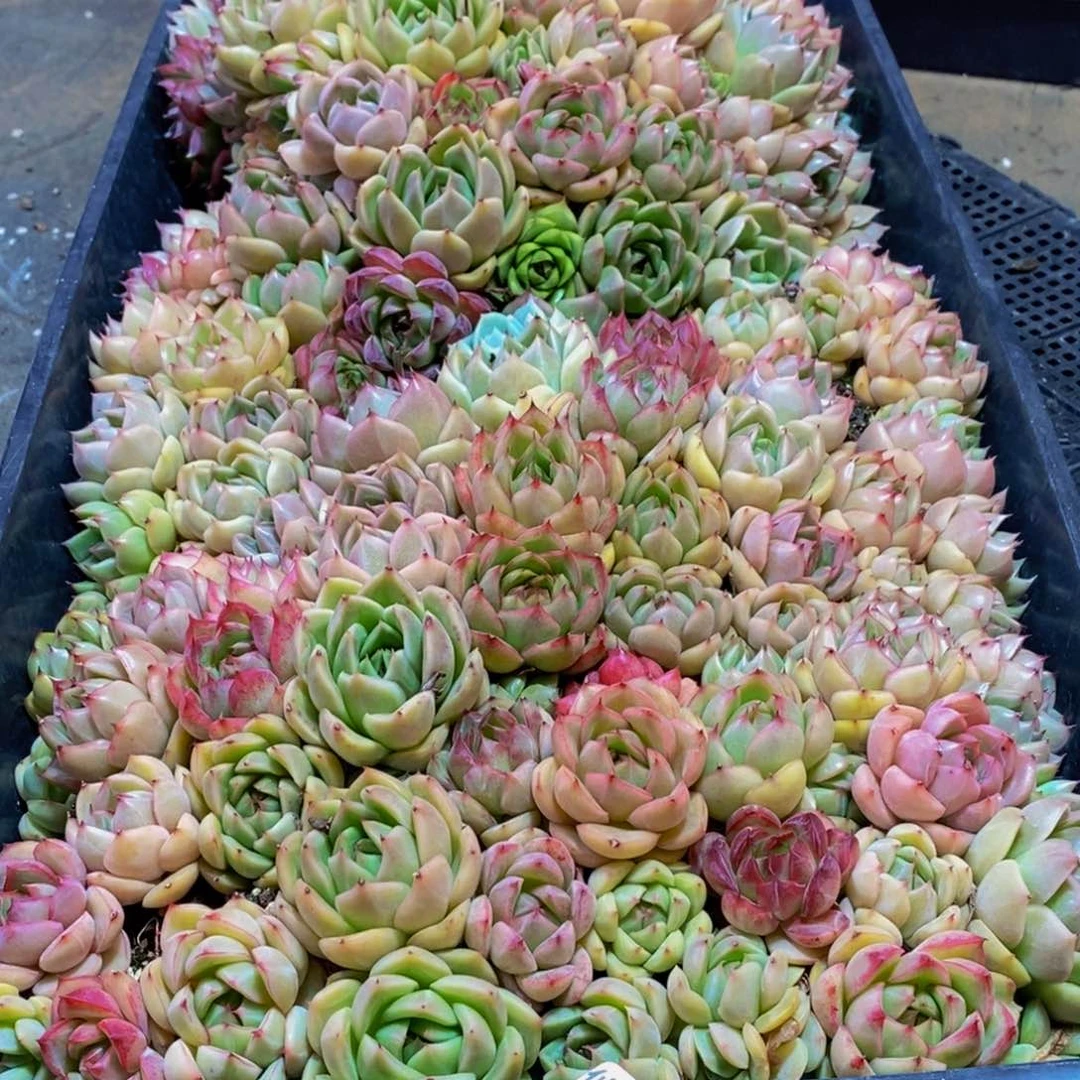嗯***丶362多肉植物保护研究所所长助理研究员