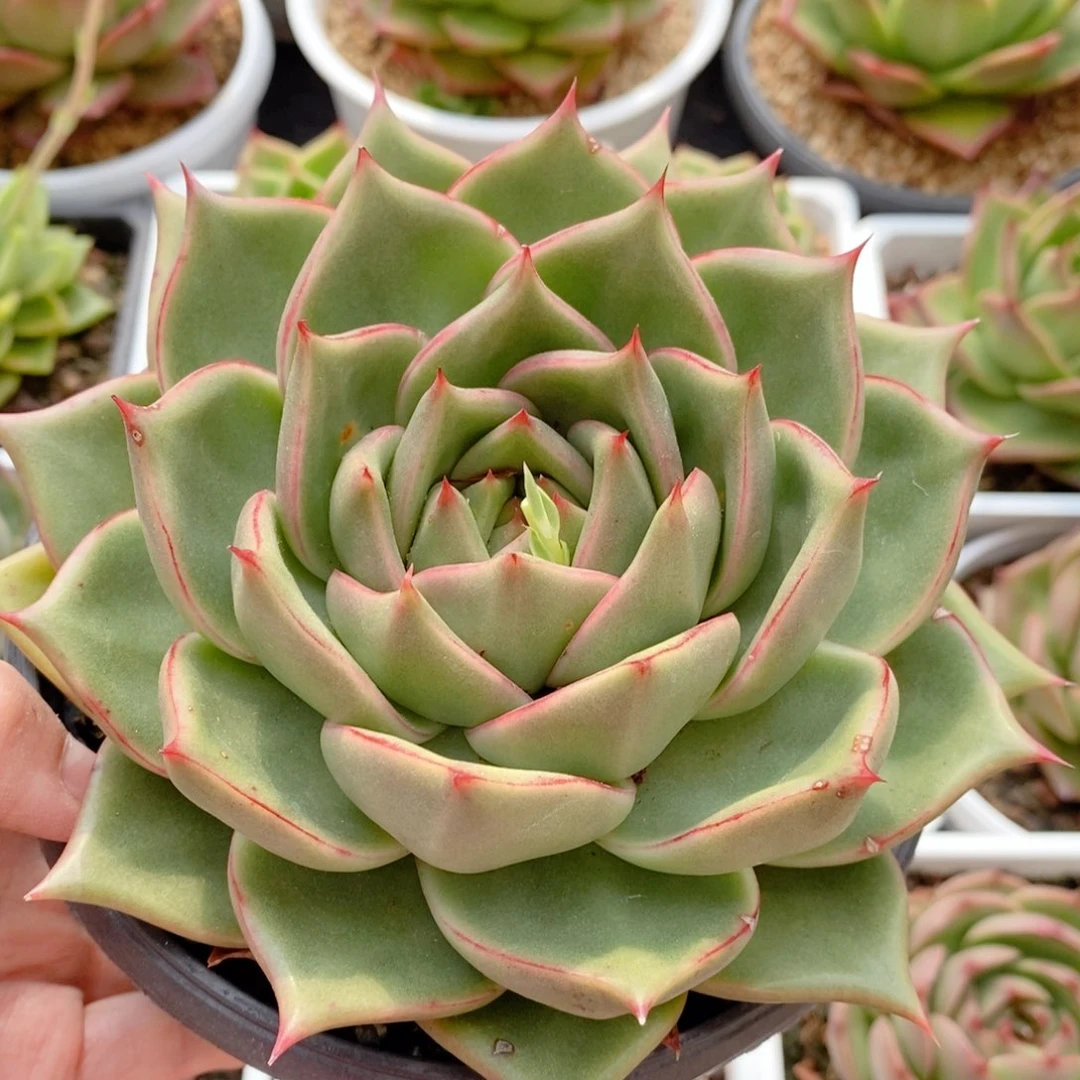 333 号东云系多肉植物