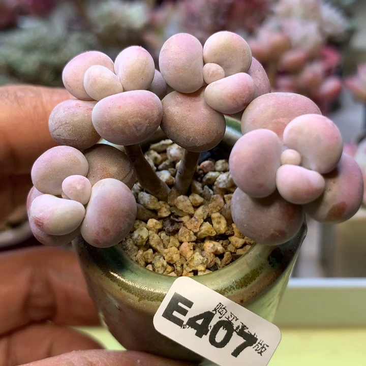 E407一物一拍带盆发