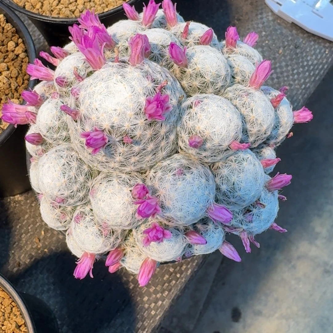 仙人球姬春星群生带盆发