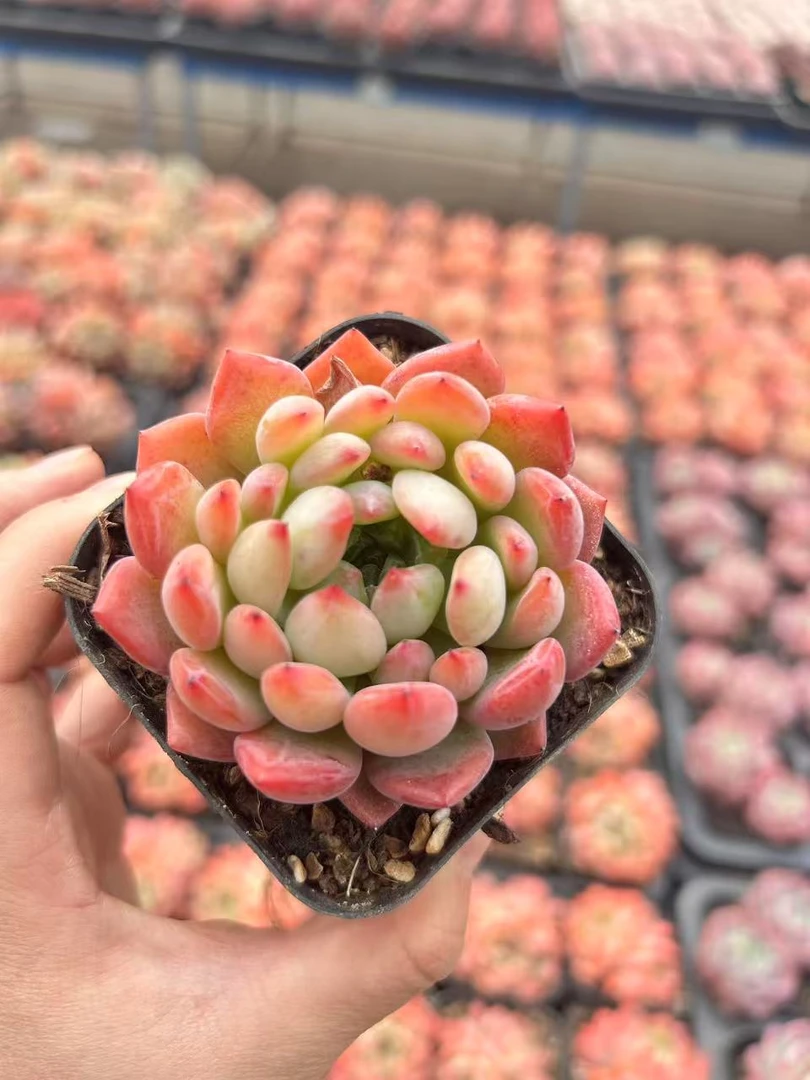 7#桃语宠粉版多肉植物前男友精品多肉A1032①