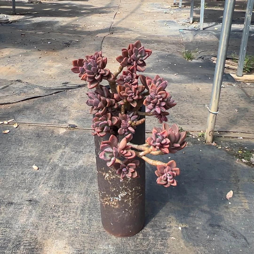 精品紫星妖桩裸根 有个头掉了点叶子