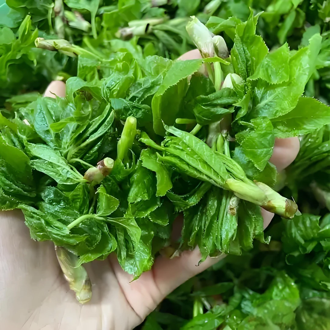 野生刺五加叶，味道清新略带植物的特殊香气，新鲜采摘，速冻锁鲜！