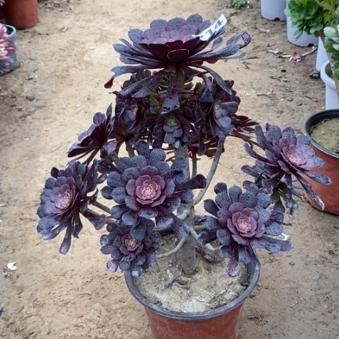 214黑暗萝莉1345678