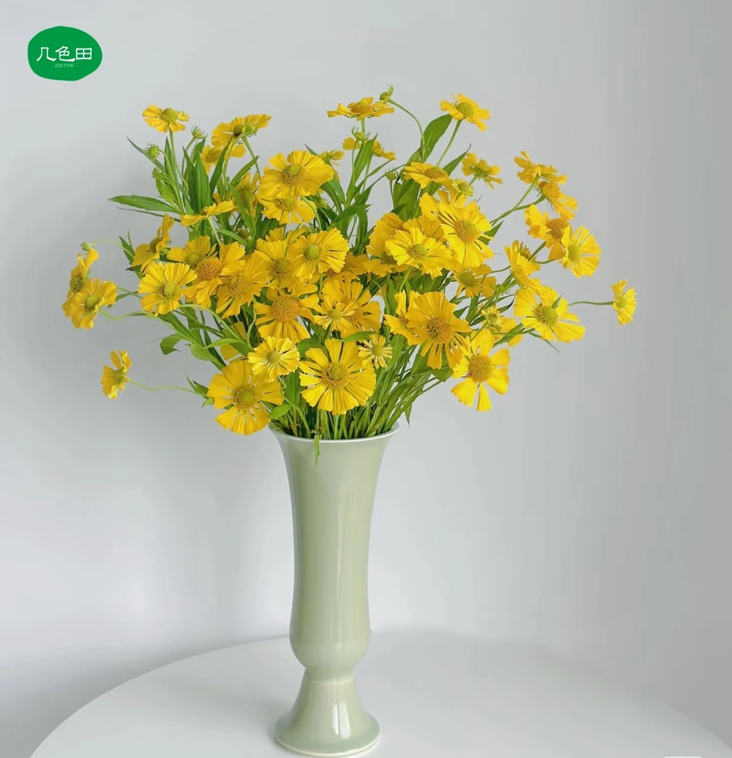 油画----小菊云南直发鲜花云南花插花鲜花