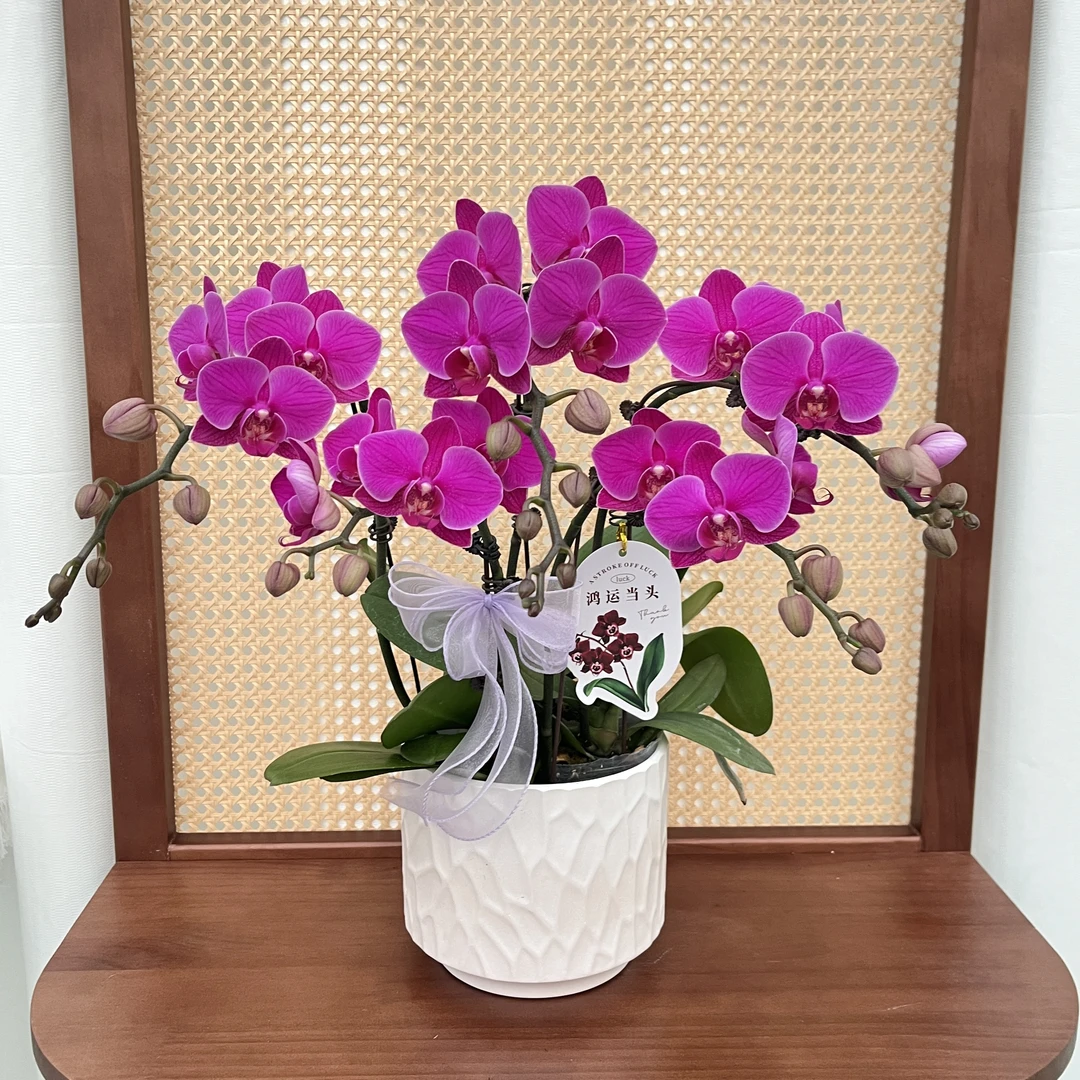 蝴蝶兰《紫气东来》桌面花花 好养耐养美观 基地直发 精美叶片碧绿