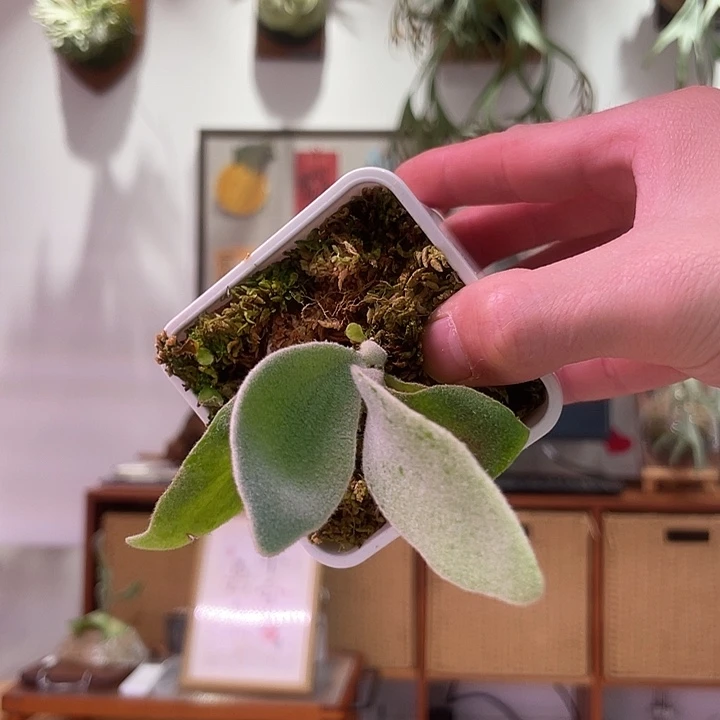 无花朵Elsa大侧芽