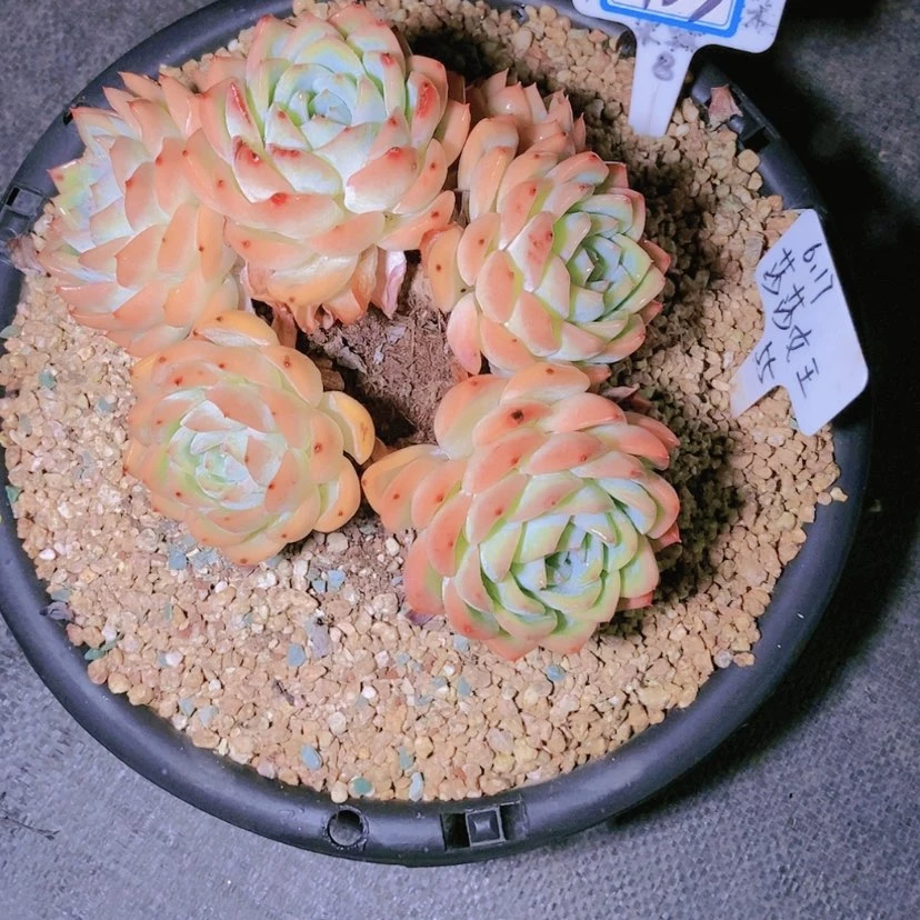 【闪购商品】揪**那1133
