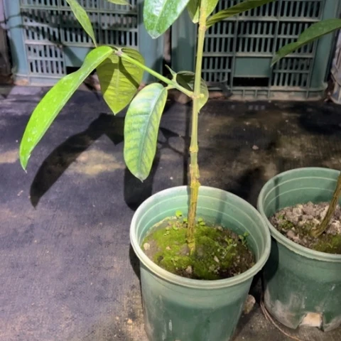 用***7金钻凤梨490449957955899