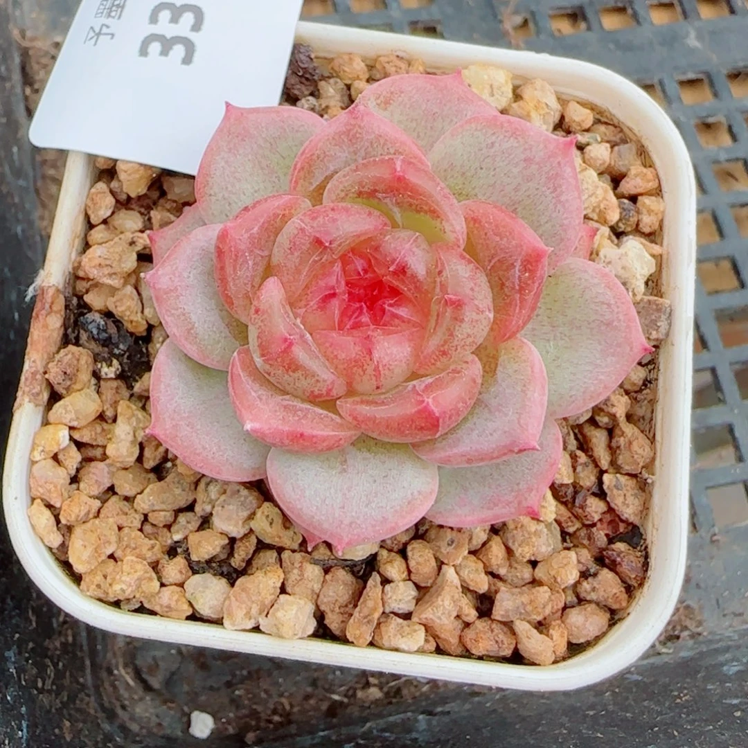 孤品，3372多肉植物