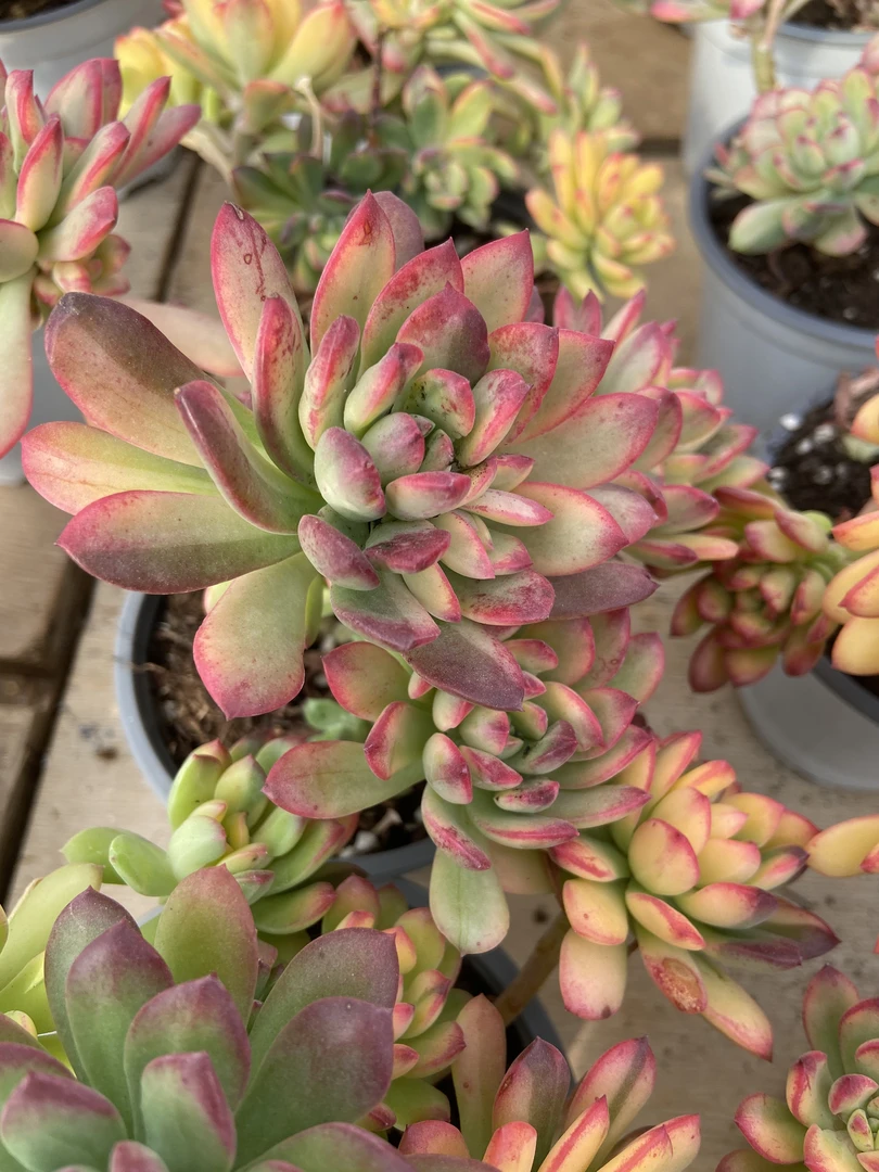 小叮当锦脱土裸根  阳台多肉盆栽