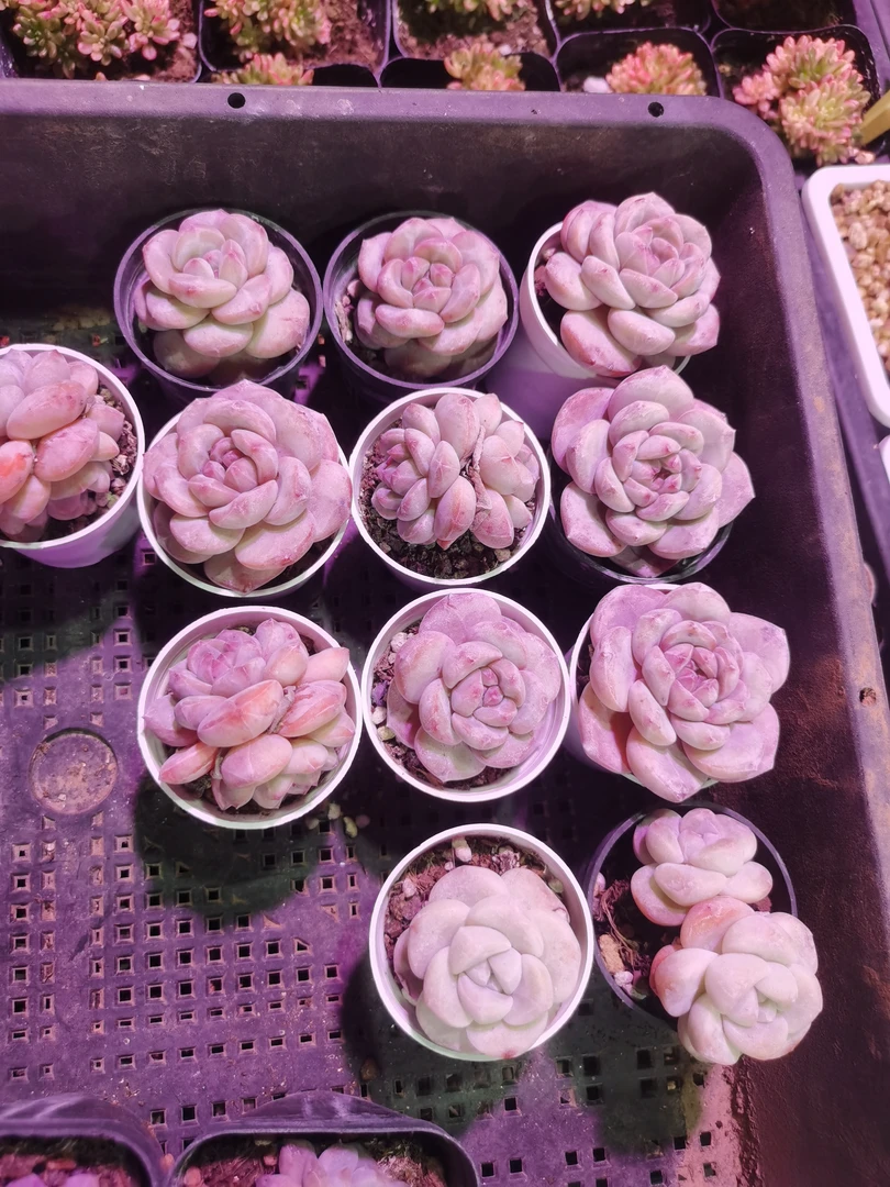 多肉植物星影10个