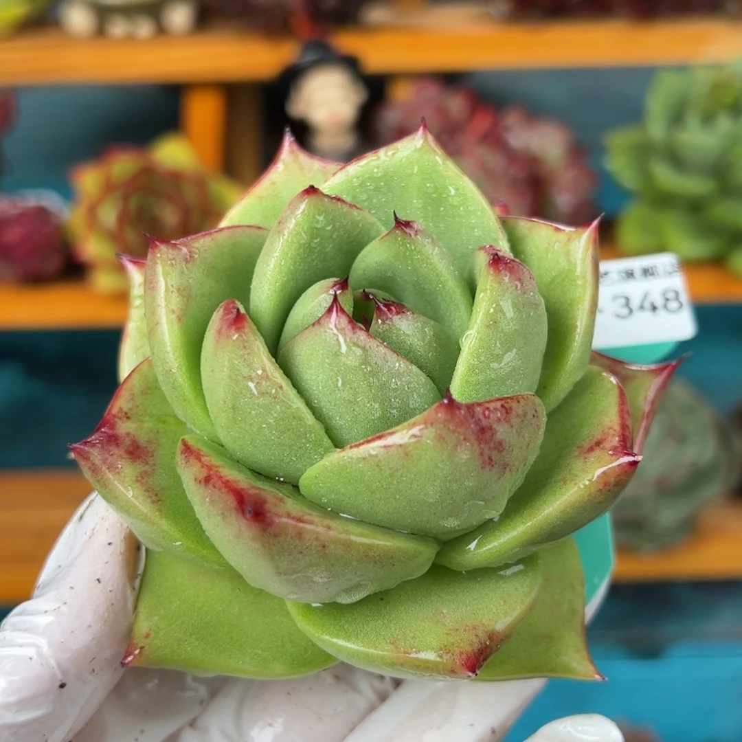 从前慢多肉精选编号0221.348