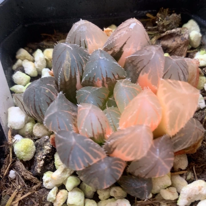 巨大赤线玉露锦带盆土发货