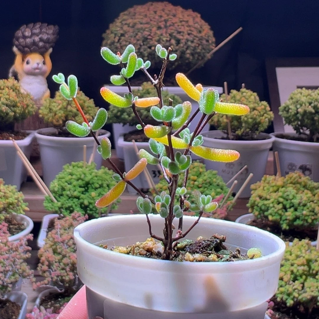 305翡翠一物一拍带盆土发货