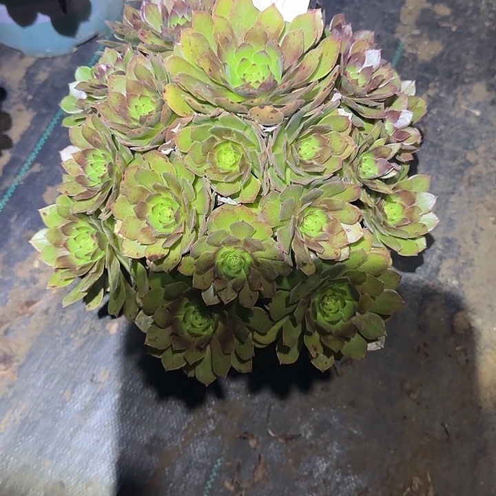 走***子一物一拍不包损111