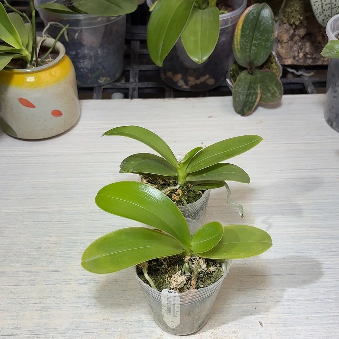 沈***^大部分开放少量花苞2颗路德