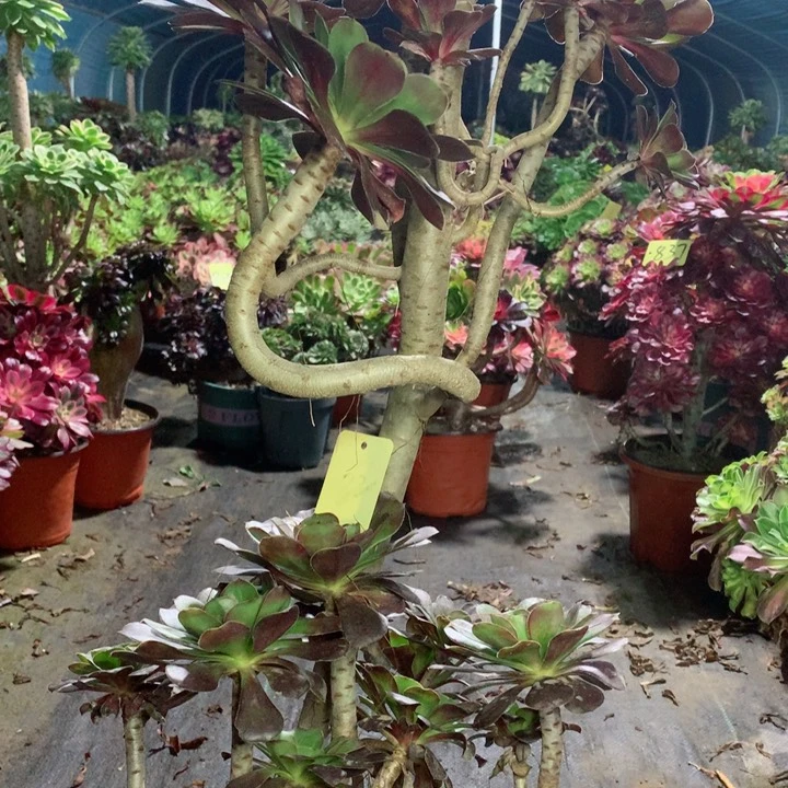 82灰圆叶多肉111111