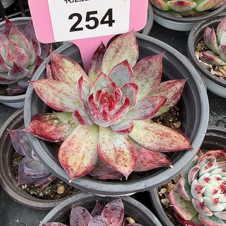 冉***妈254 惊鸿仙子多肉植物