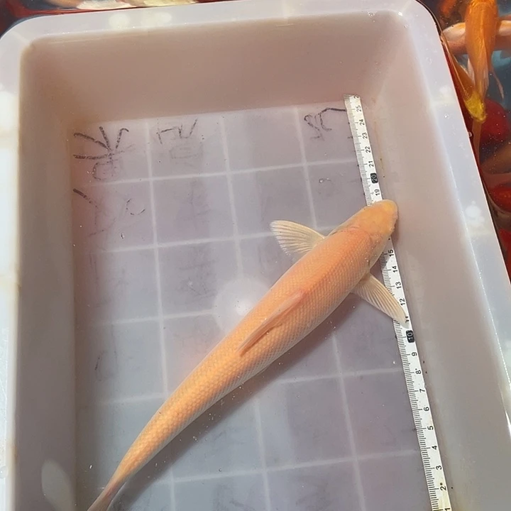 蝴蝶鲤鱼渔场直发87