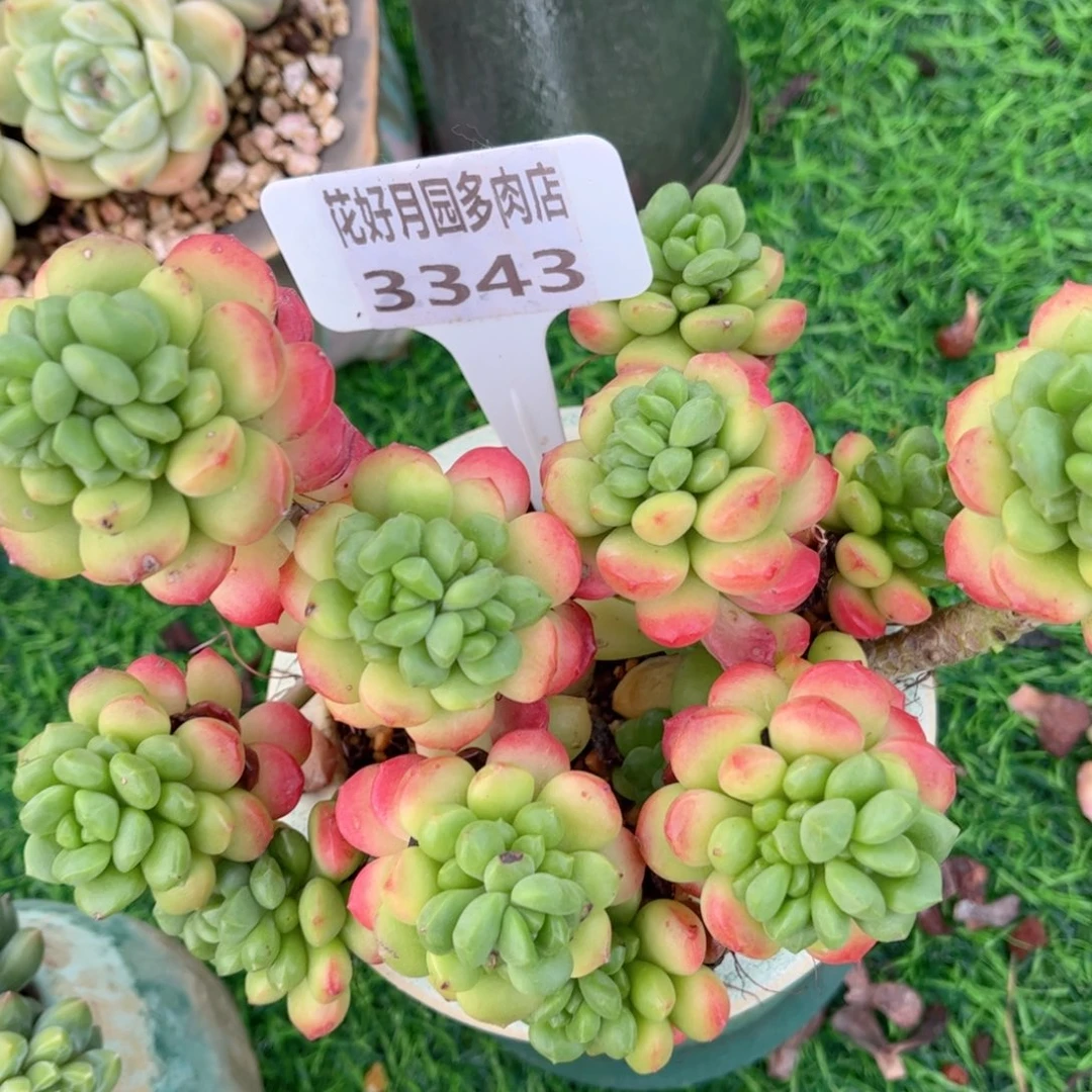 小***）多肉植物3343………….