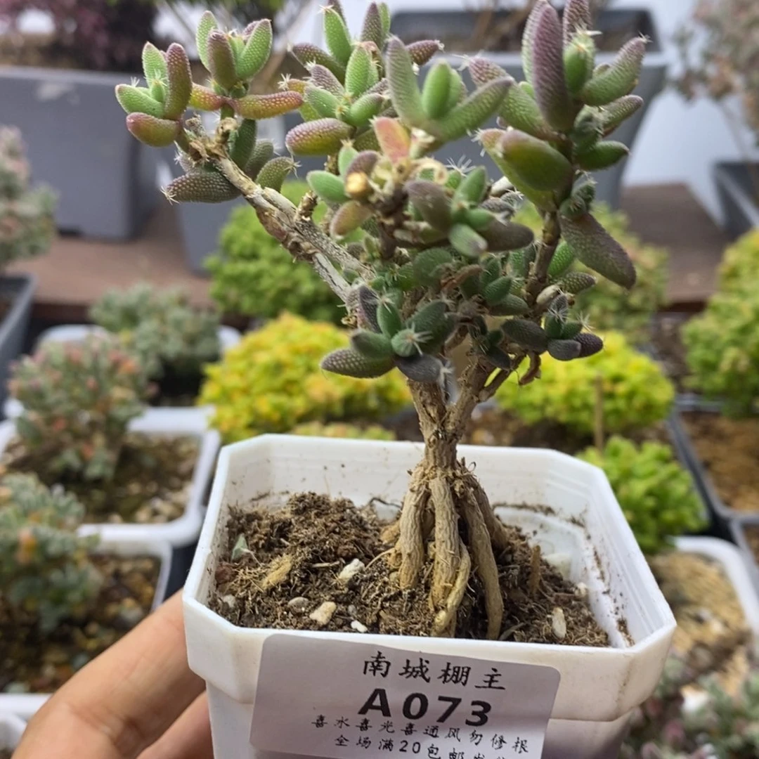 073老桩玉米枝干番杏