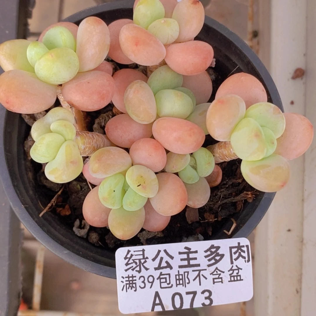 橘子香水洛神8cm073多肉酱