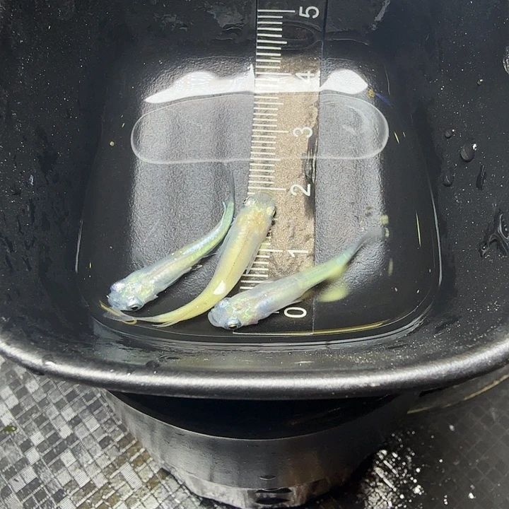 青鳉鱼91号拍品萤火虫3条