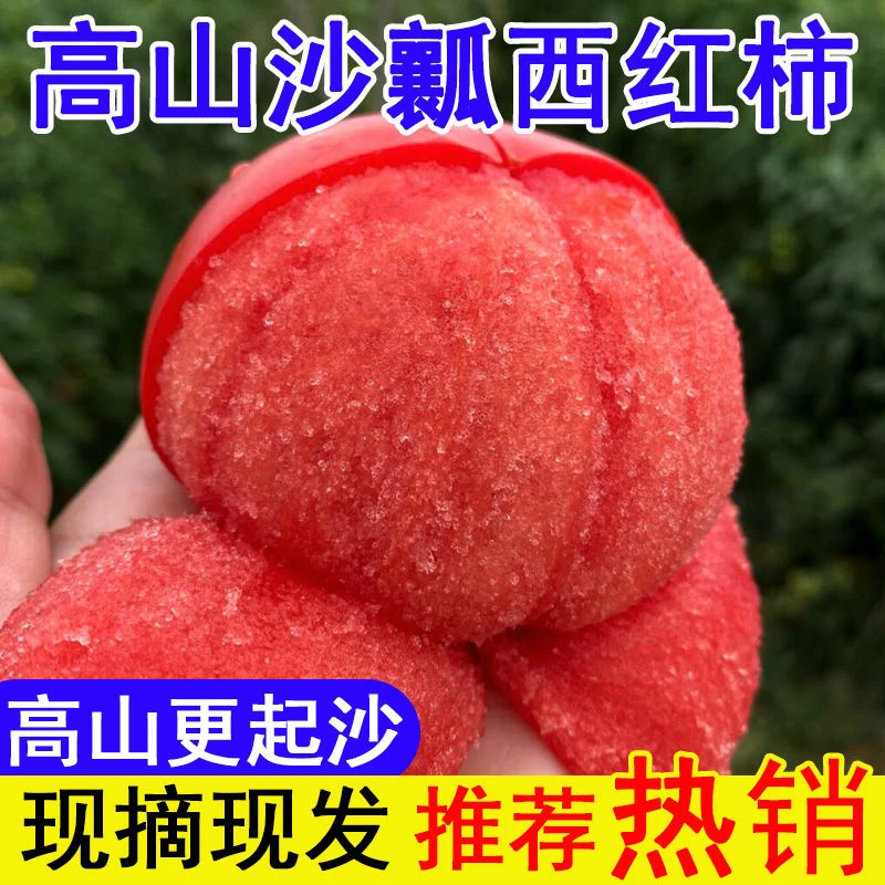 【老品种】云南沙瓤番茄新鲜西红柿蔬菜普罗旺斯番茄水果高山种植