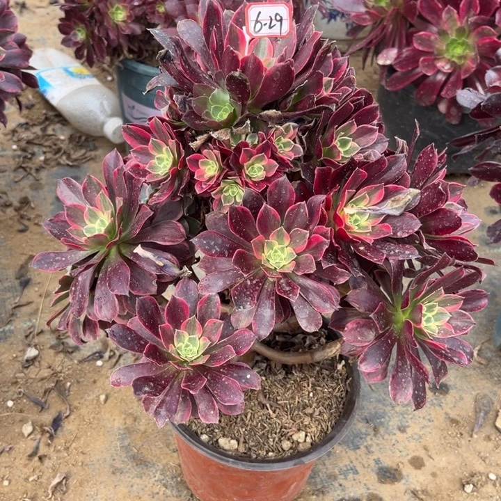 6-29金丝有老伤处理不售后多肉