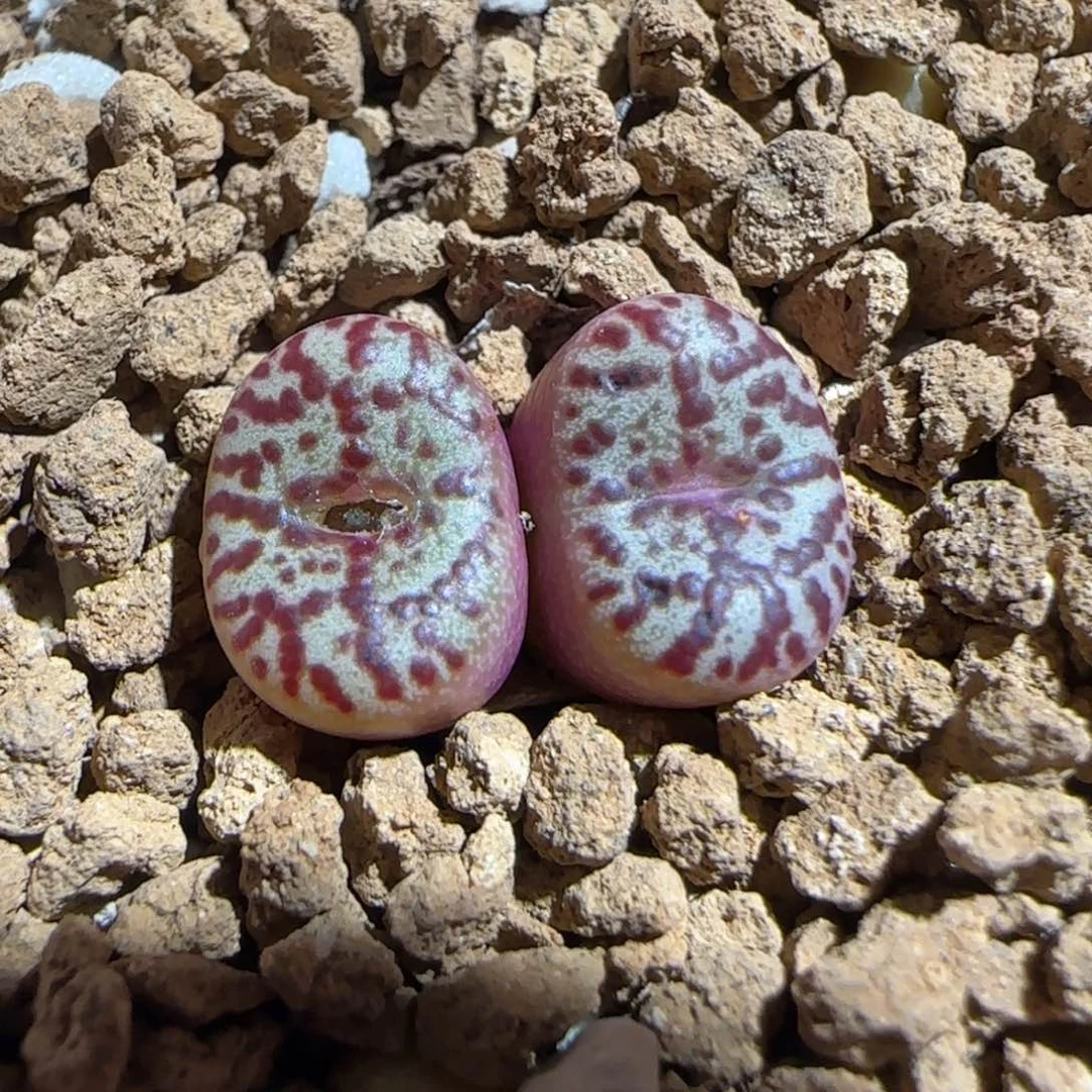 肉锥多肉植物组合-wc霓虹有疤28