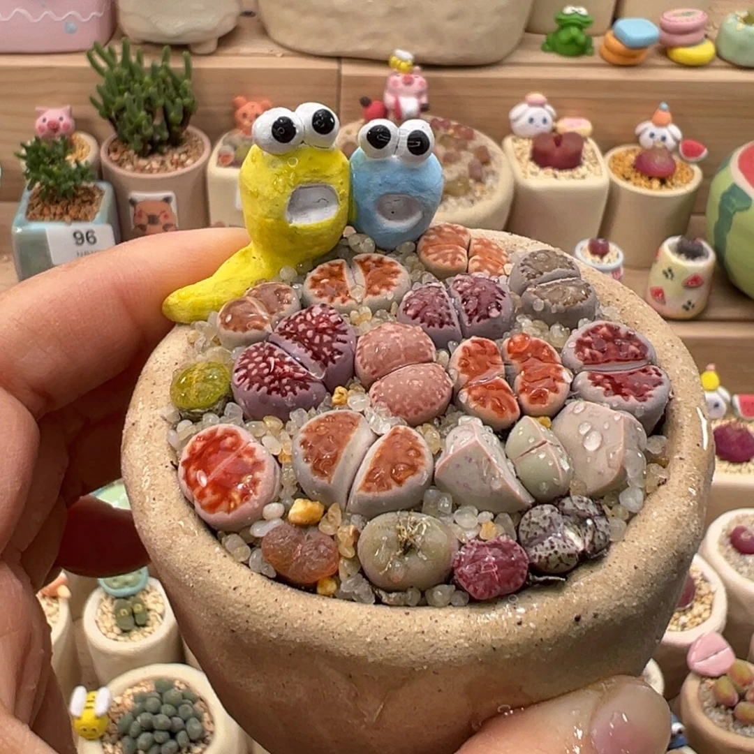 多肉植物154号彩色