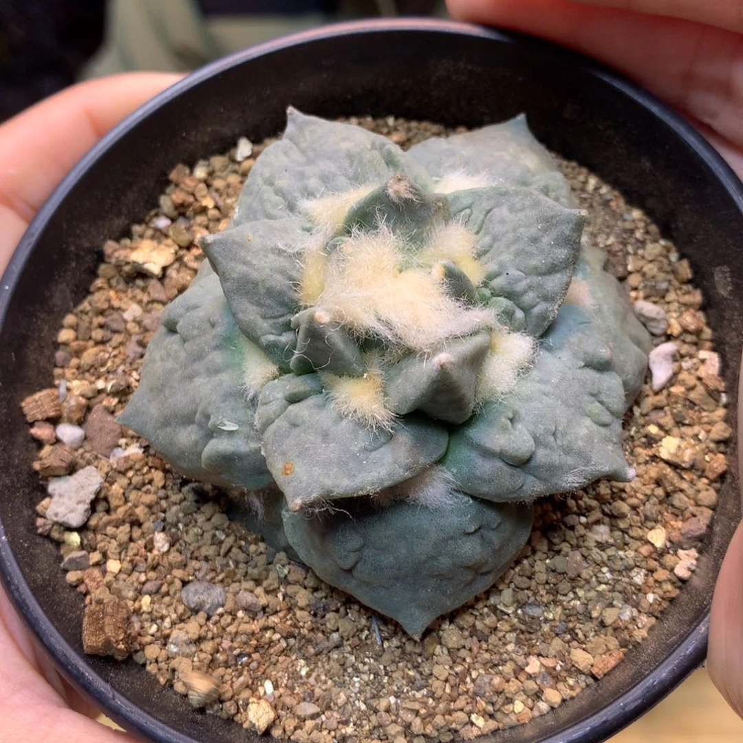 10号 自根 翘尤怒涛7公分带盆土