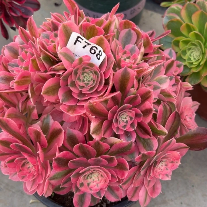 768女巫22厘米左右