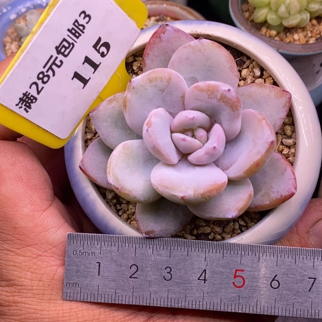 3115单头奶茶多肉…………