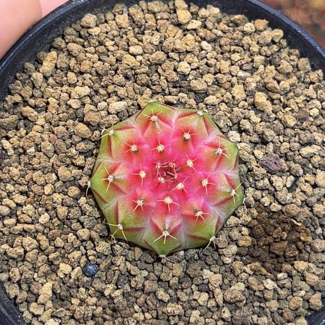 桃太郎轮回 米哈仙人球