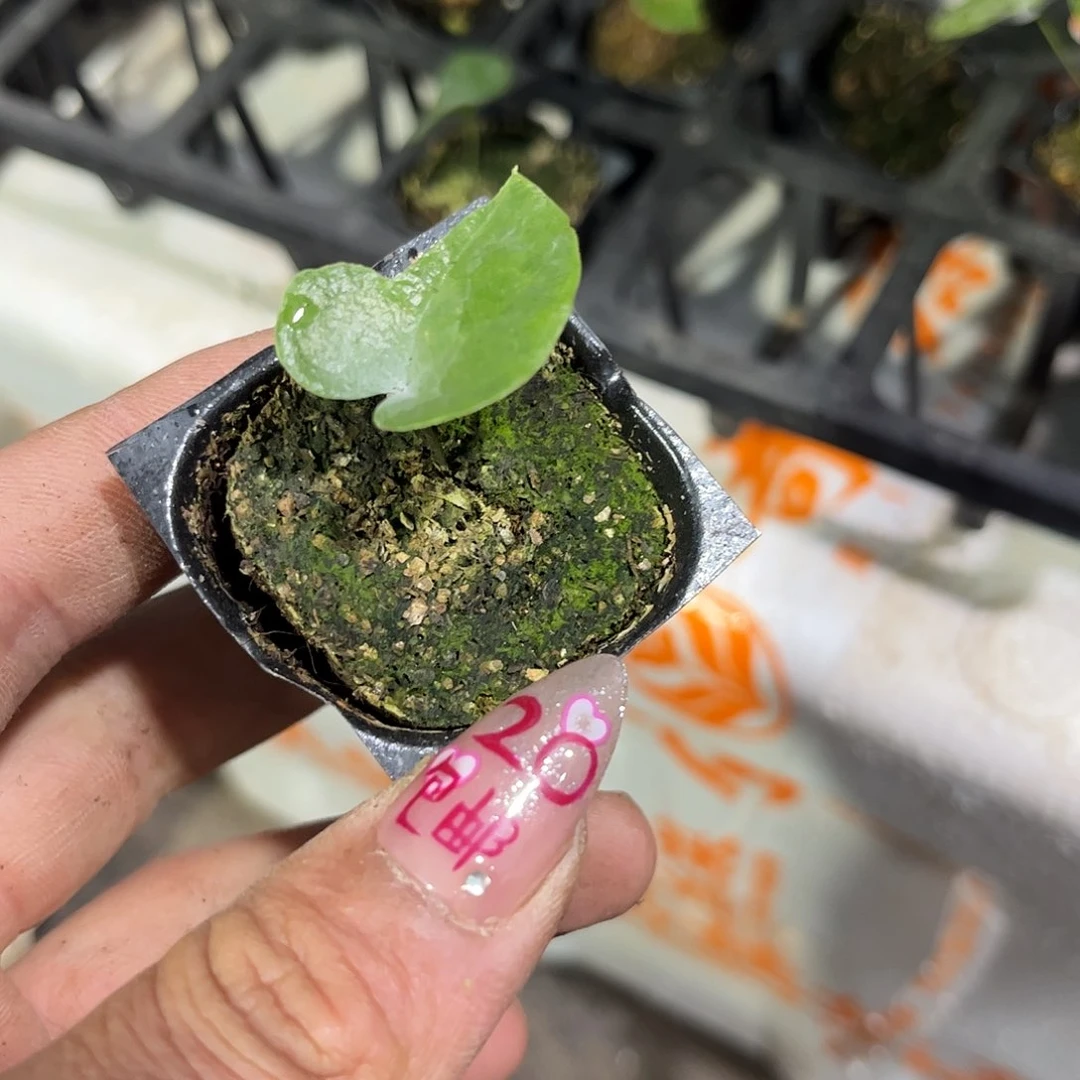 就这个死样子单头发货有根