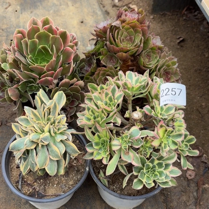 4颗多肉处理不包断头2257