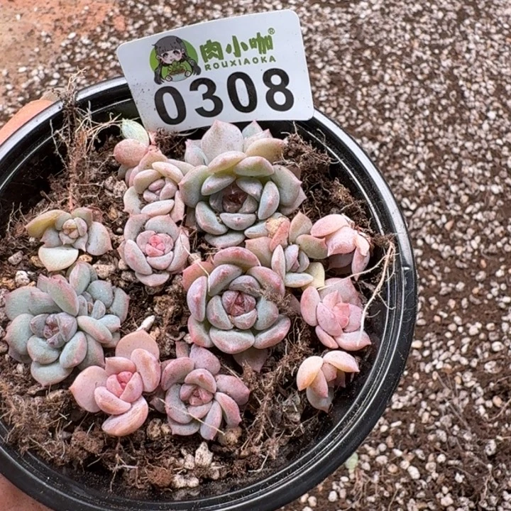 如***偿多肉植物多肉植物